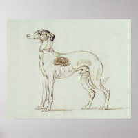 Un Greyhound, mirando a la izquierda (lápiz y tint