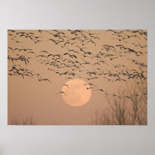 Póster Un grupo de gansos de nieve migratoria, Grus