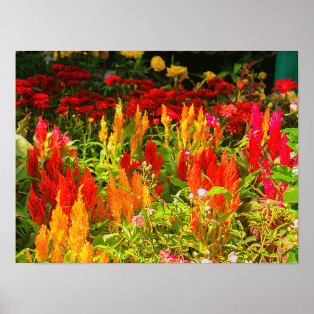 Póster Un grupo de plumas del Príncipe de Gales (Frente)