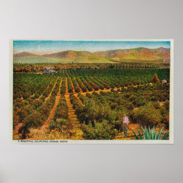 Póster Un hermoso Naranja GroveState (Frente)