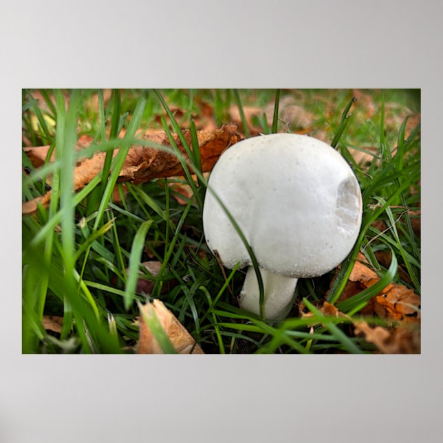 Póster Un hongo mordido (Frente)