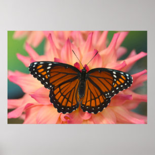 Póster Un imitador de la mariposa monarca