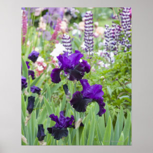 Póster Un iris de la púrpura florece brillantemente en la