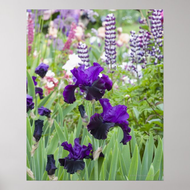 Póster Un iris morado florece con fuerza en primavera (Frente)