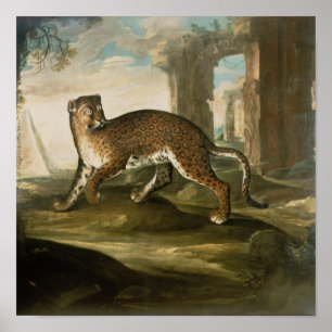 Póster Un jaguar
