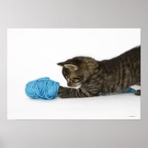 Póster Un joven gatito de Tabby jugando con lana