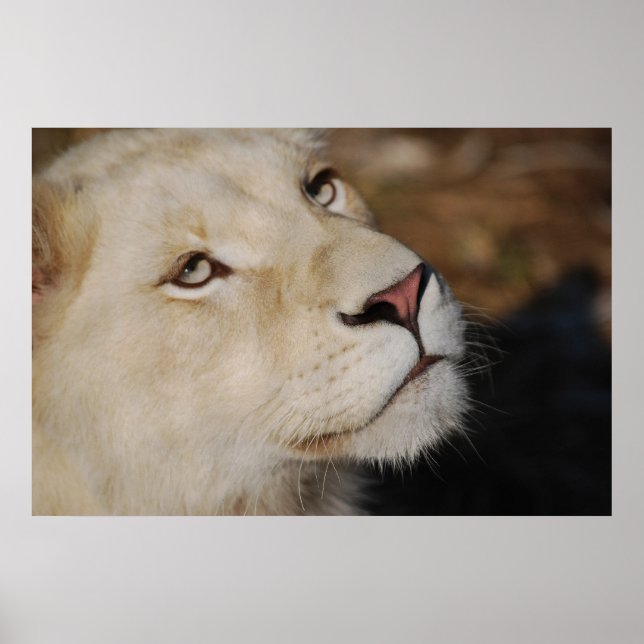 Póster Un león gentil se enfrenta a Sudáfrica (Frente)