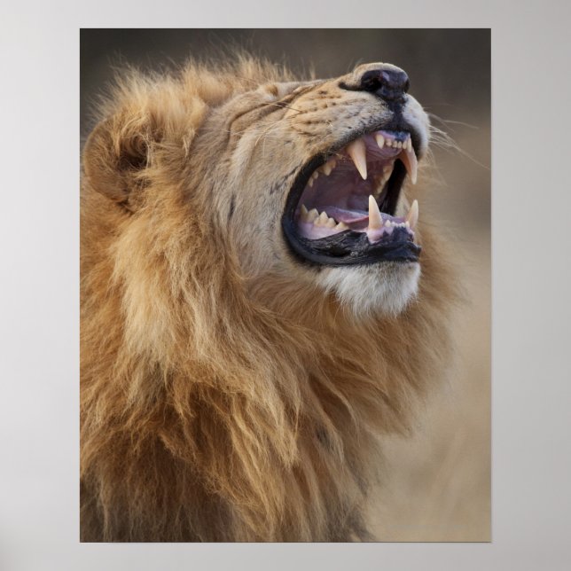 Póster Un león macho maduro (Panthera leo) en Savuti (Frente)
