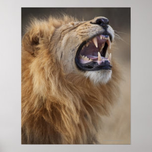 Póster Un león masculino maduro (Panthera leo) en el