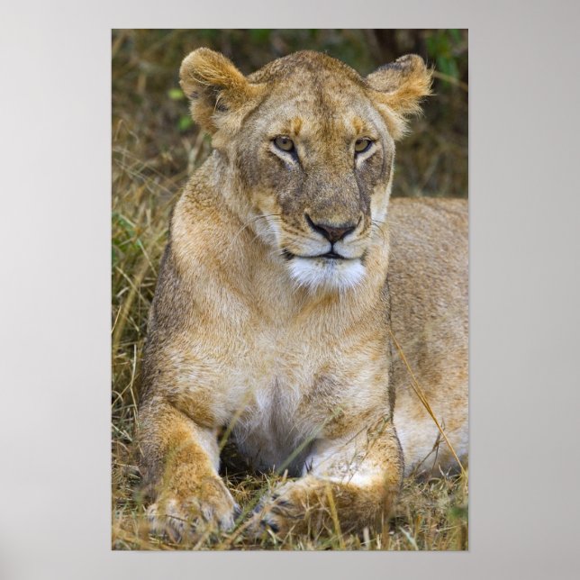 Póster Un león sentado en la hierba alta de los Maasai (Frente)