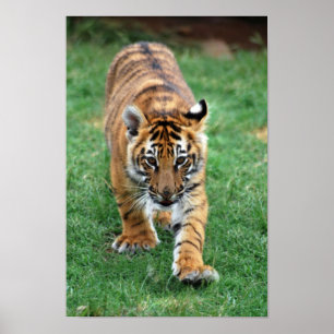 Póster Un lindo cachorro de tigre