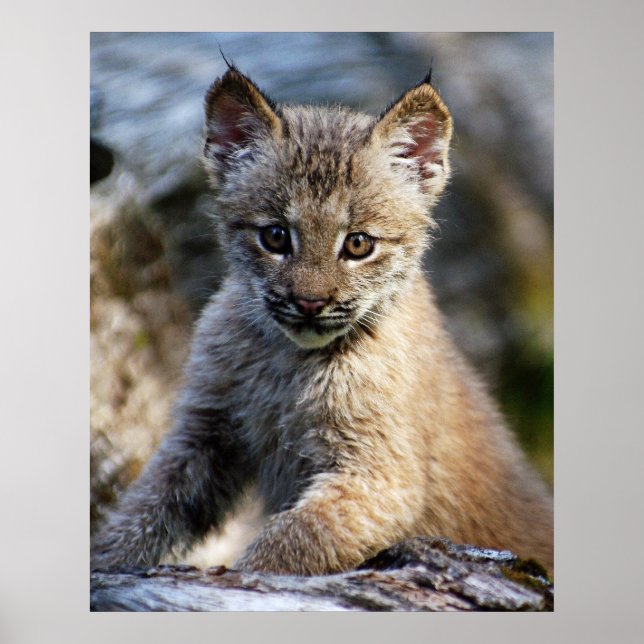 Póster Un lindo Lynx Kitten canadiense (Frente)