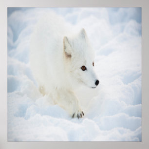 Póster Un lindo zorro blanco ártico caminando en la nieve