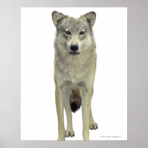 Póster Un lobo