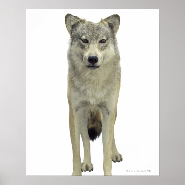 Póster Un lobo (Frente)