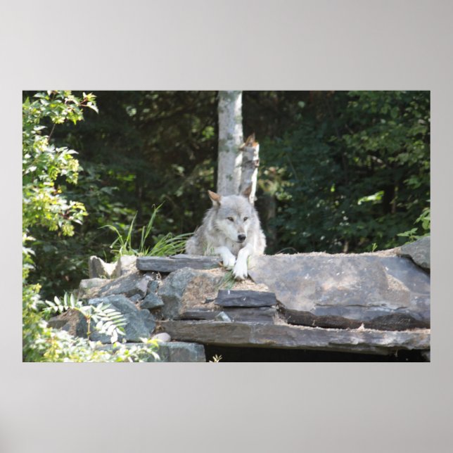 Póster Un lobo de madera en reposo. (Frente)