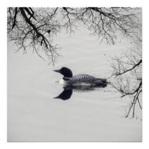 Póster Un lomo común nade en un lago del norte en inviern