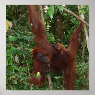 Póster Un madre y bebé animales salvajes