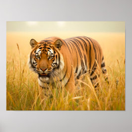 Póster Un majestuoso tigre de Bengala