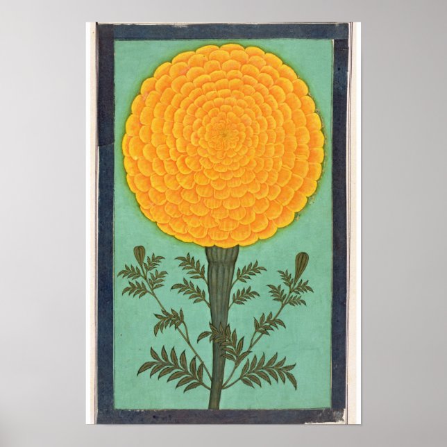 Póster Un Marigold, del álbum de un pequeño acantilado (Frente)