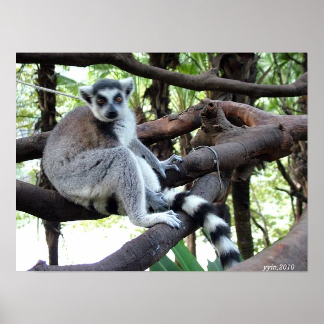 Póster Un mono de cola de anillo en un árbol (Frente)