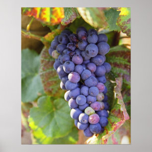 Póster Un montón de uvas de Pinot Noir en una Chambertin