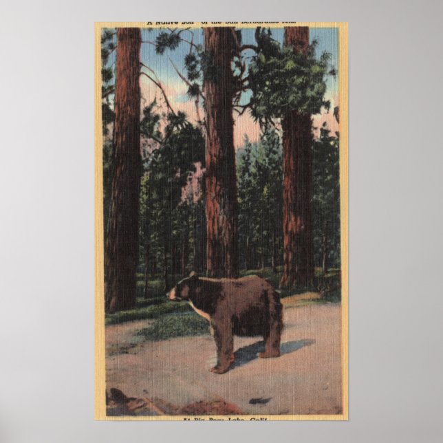 Póster Un oso marrón en los bosques (Frente)