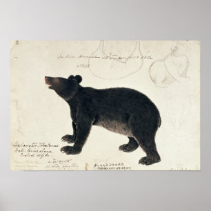 Póster Un oso negro asiático, "Ursus Tibetanus "