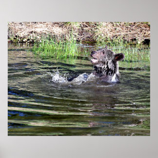 Póster Un oso pardo jugando en el agua