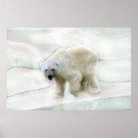 Un oso polar helado