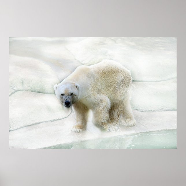 Póster Un oso polar helado (Frente)