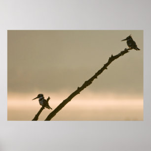 Póster Un Par De Pescadores (Ceryle Rudis)