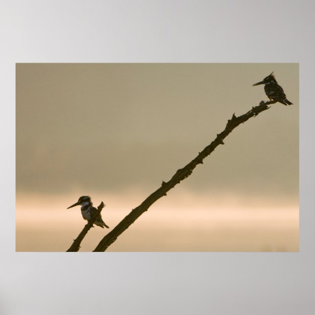 Póster Un Par De Pescadores (Ceryle Rudis) (Frente)