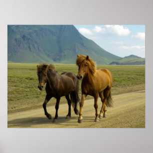 Póster Un par de ponis islandeses marrones