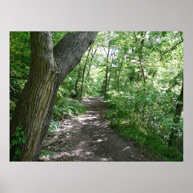 Póster Un paseo por el bosque (Frente)