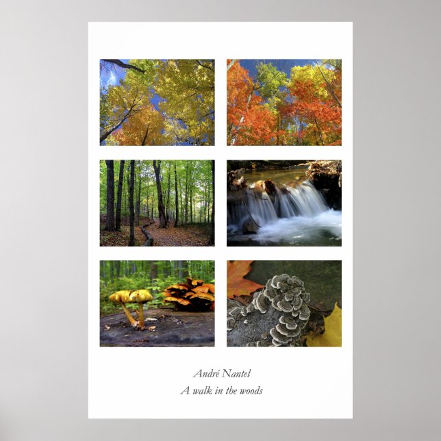 Póster Un paseo por el bosque, poster (Frente)