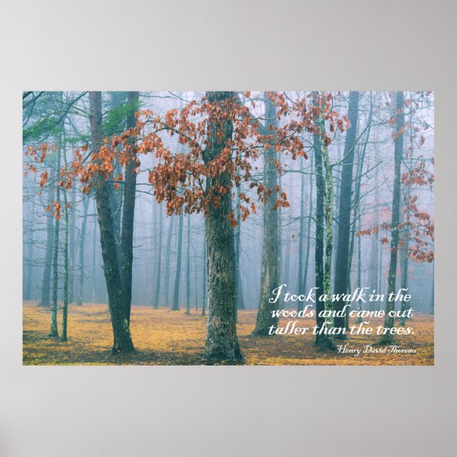 Póster Un paseo por los bosques (Frente)