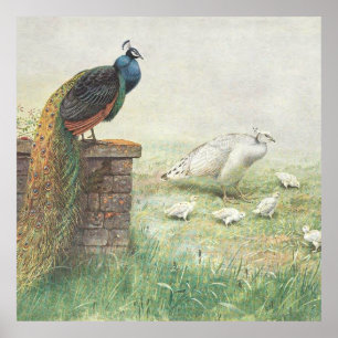 Póster Un pavo real azul y un pasto blanco con pollitos