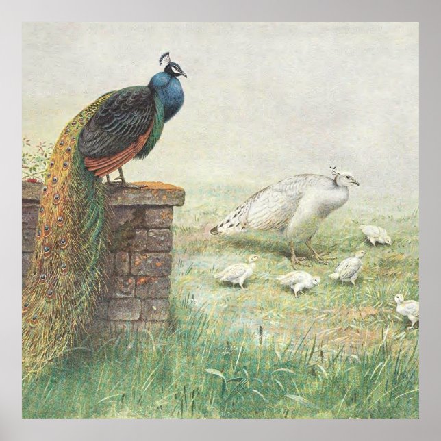 Póster Un pavo real azul y un pasto blanco con pollitos (Frente)