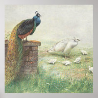 Un pavo real azul y un pasto blanco con pollitos