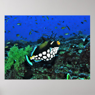 Póster Un payaso desencadena en el arrecife