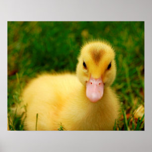 Póster Un Pequeño Duckling