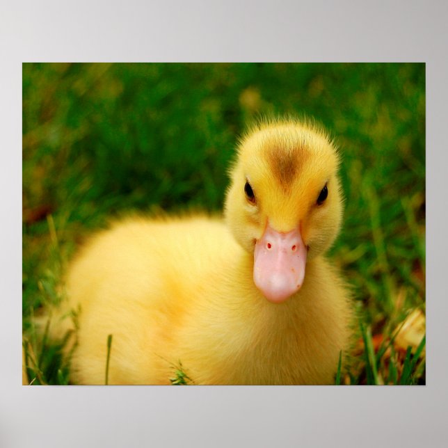 Póster Un Pequeño Duckling (Frente)