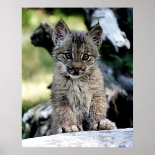 Póster Un pequeño gatito canadiense lindo del lince
