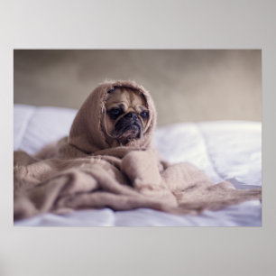 Póster Un pequeño perrito siente el frío