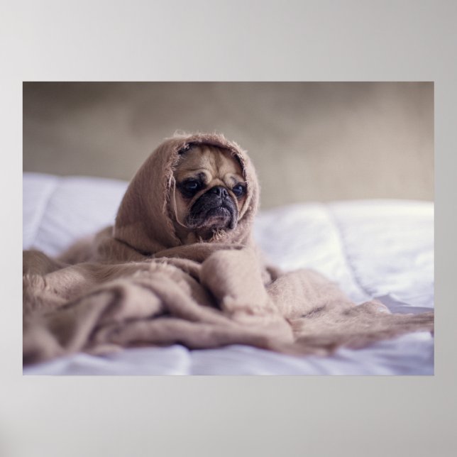 Póster Un pequeño perrito siente el frío (Frente)