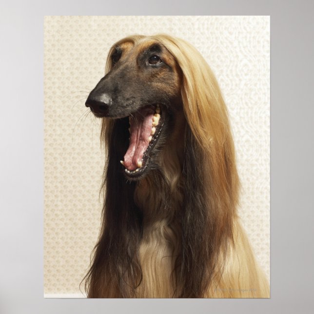 Póster Un perro afgano sentado en la habitación (Frente)