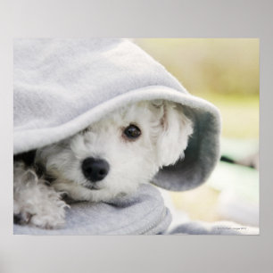 Póster un perro blanco con capucha de camisa