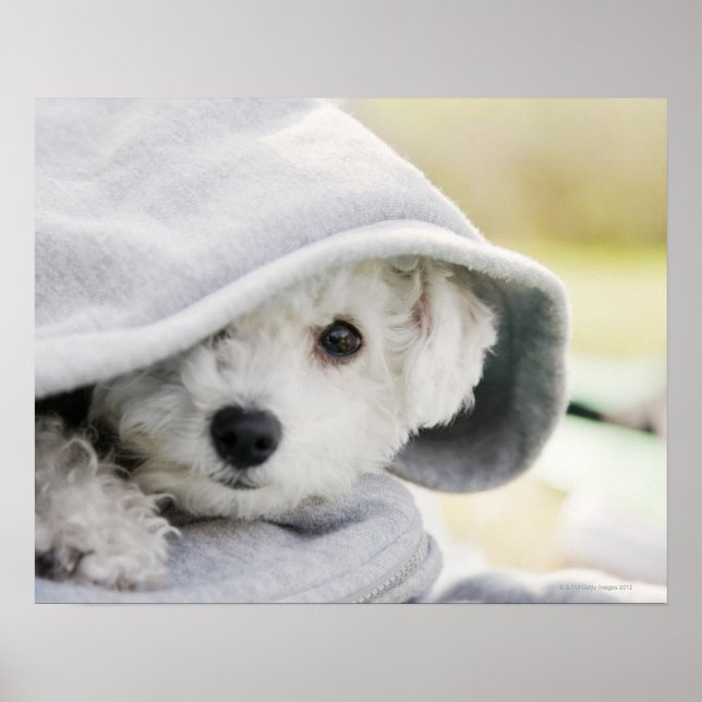 Póster un perro blanco con capucha de camisa (Frente)
