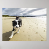 Un Perro Collie Fronterizo Corriendo En La Playa